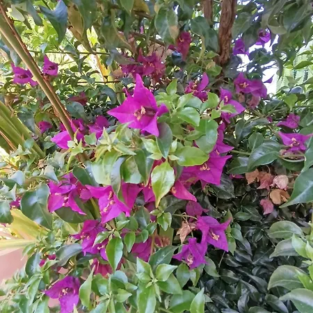 Dom wakacyjny Mammaioa House *